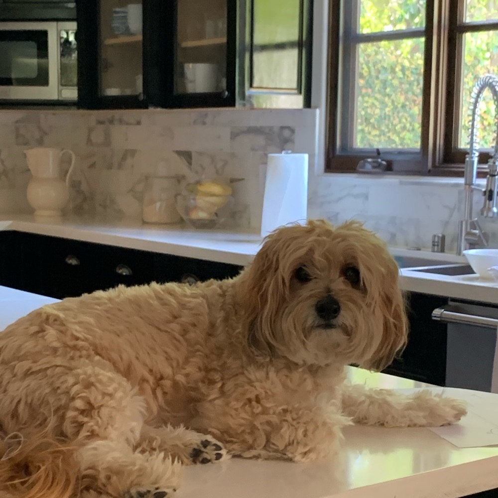 Meet your Posher, Cori